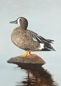 Waterfowl Stamp Art