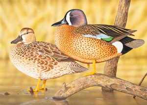Waterfowl Stamp Art