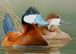 Waterfowl Stamp Art