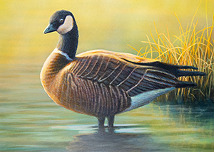Waterfowl Stamp Art