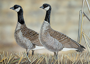 Waterfowl Stamp Art