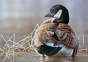 Waterfowl Stamp Art