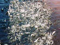 Fish boil to surface